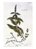 Mint Plant  1735