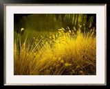 Golden Plants along River with Reflections of Trees