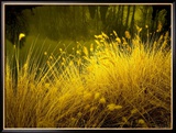 Golden Plants along River with Reflections of Trees