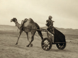 Syria: Camel Race  C1938