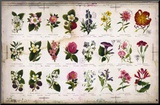 Vintage Botanical