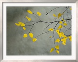 Yellow Autumnal Birch (Betula) Tree Limbs Against Gray Stucco Wall
