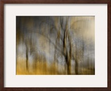 Composited Image of Trees