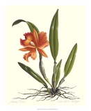 Orchid III