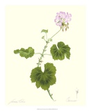 Geranium