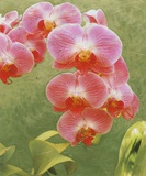 Island Orchid IV