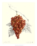 Grapes II