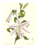 Lily