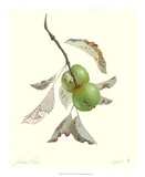 Green Apple