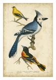 Wilson's Blue Jay