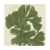Brilliant Seaweed IV