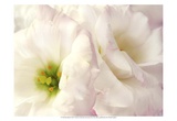 Lily Blush