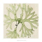 Brilliant Seaweed III