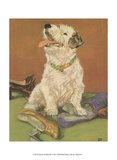 Terrier Trouble III
