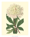 Chinese Peony