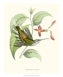 Hummingbird and Bloom III