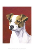 Dog Portrait  Jack