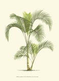 Coastal Palm IV