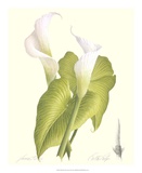 Calla Lily