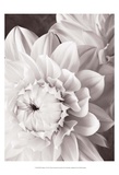 Black and White Dahlias I