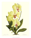Orchid IV