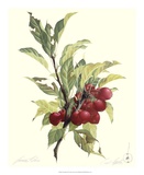 Crab Apple