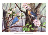 Bluebirds