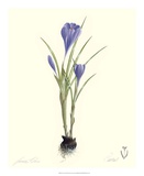 Crocus