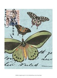 Le Papillon Script VI