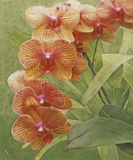 Island Orchid III