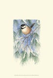 Chickadee in White Pine