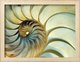 Close-up of Nautilus Shell Spirals