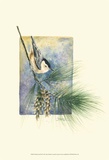 Nuthatch and Pine