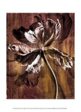 Bronze Parrot Tulip II