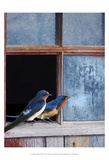 Barn Swallows Window