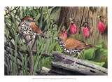 Thrush