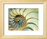 Close-up of Nautilus Shell Spirals