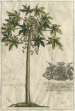Palm Fresco III