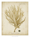 Esper Antique Coral IV