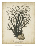 Esper Antique Coral I
