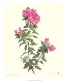 Azalea