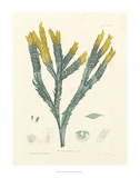 Luminous Seaweed I