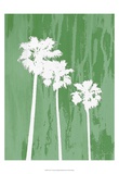 Oasis IV