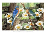 Serenade in Blue