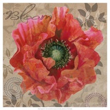 Poppy Swirl V
