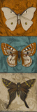 Blue Wings II