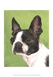 Dog Portrait  Boston