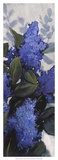 Lilac Spray II