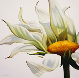 Daisy Breeze