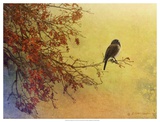 Snow Oak Junco